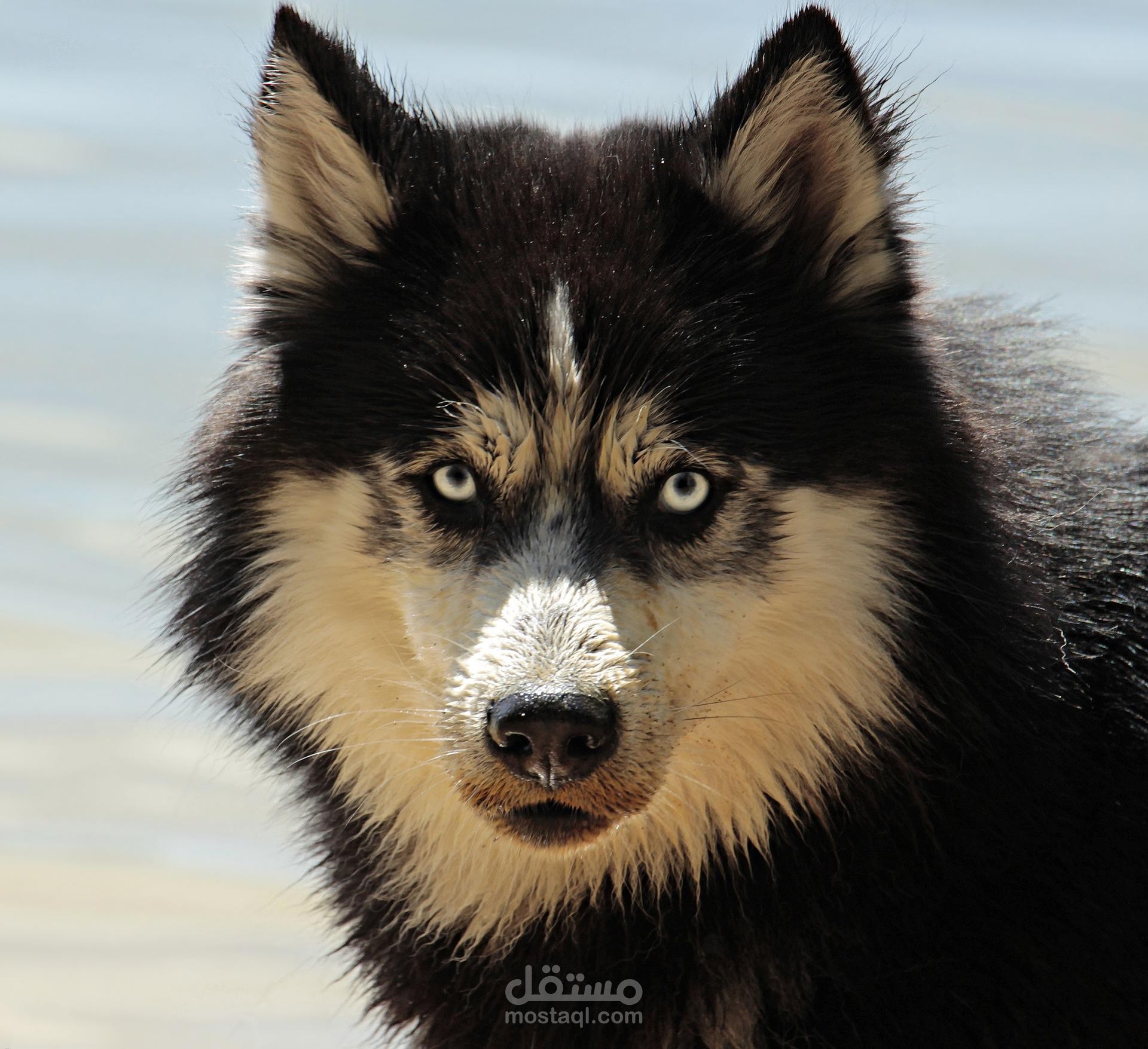 super-husky