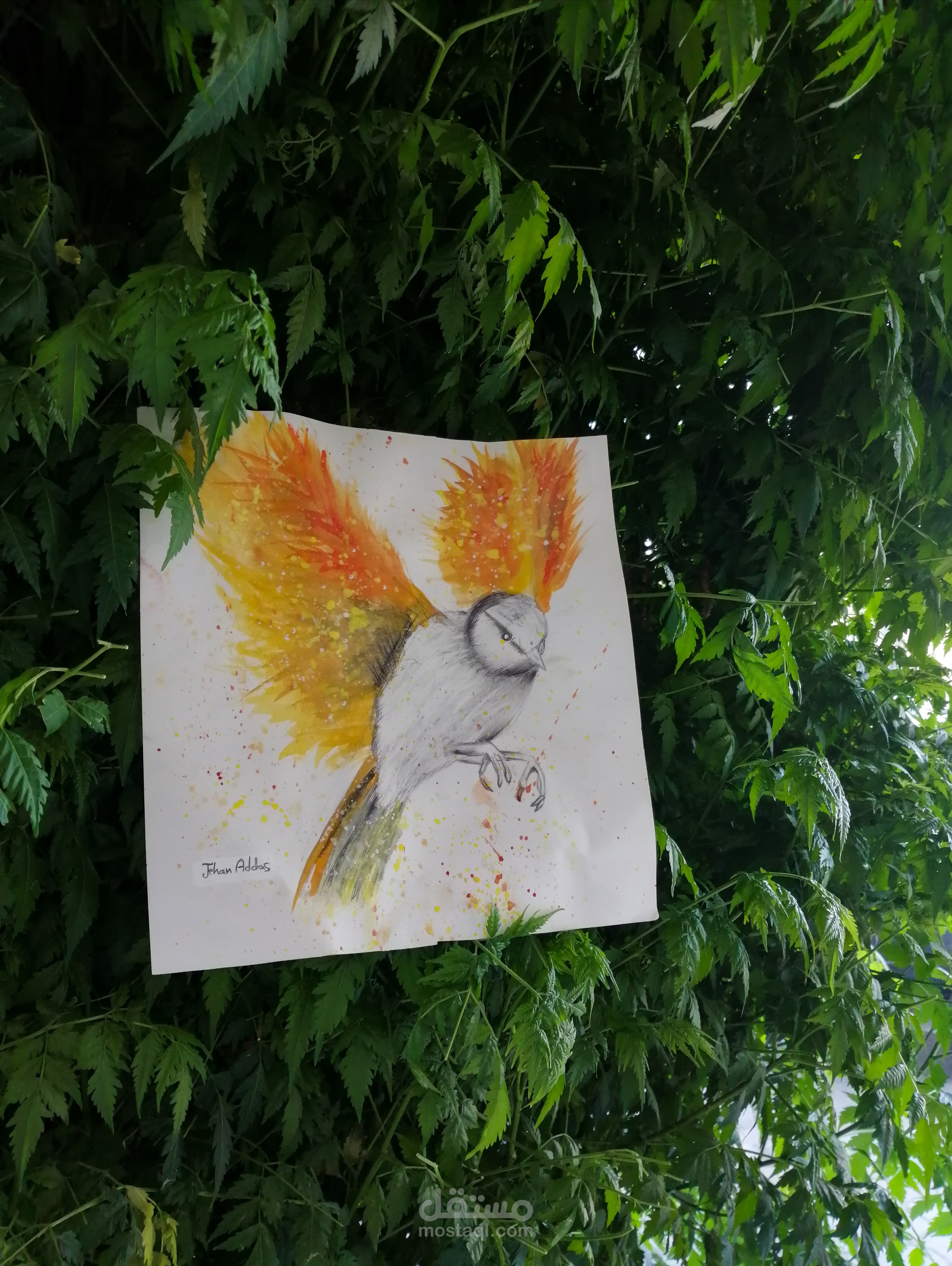 رسم طائر العنقاء  phoenix drawing