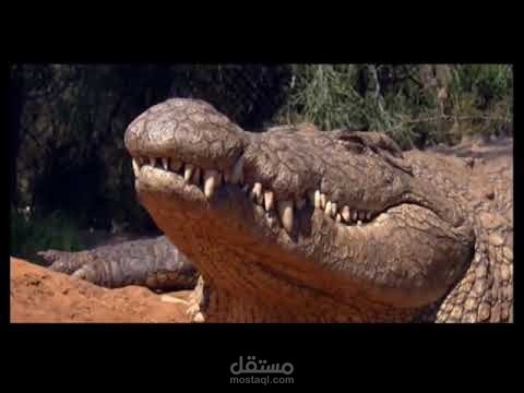 وثائقي (أنه ليس تمساحاً عادياً) بصوتي