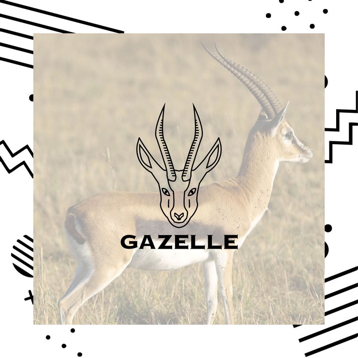 Minimal gazelle logo design