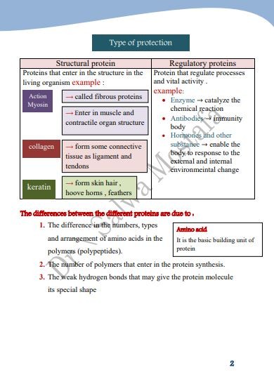 RNA and Protein Synthesis