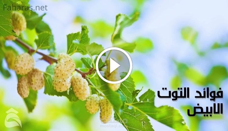 مقال على موقع فهرس عن فوائد التوت الأبيض