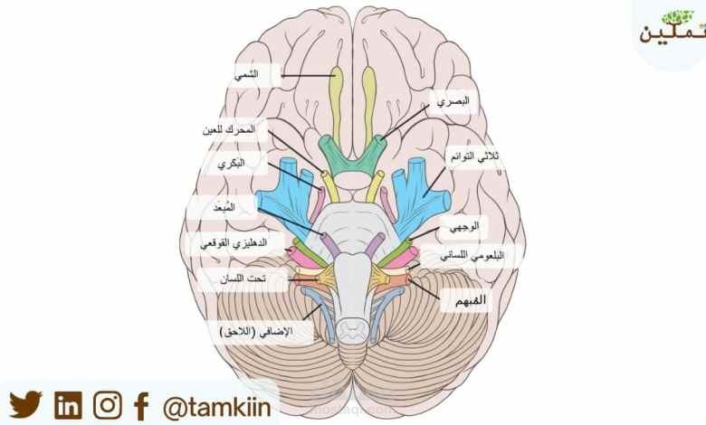 شلل الأعصاب القحفية | ماذا تعرف عنه؟