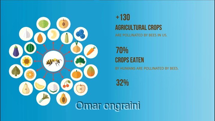 SAVE THE BEES AMAZING PRESENTATION