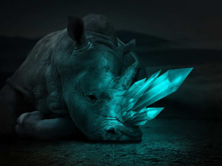 .Rhino