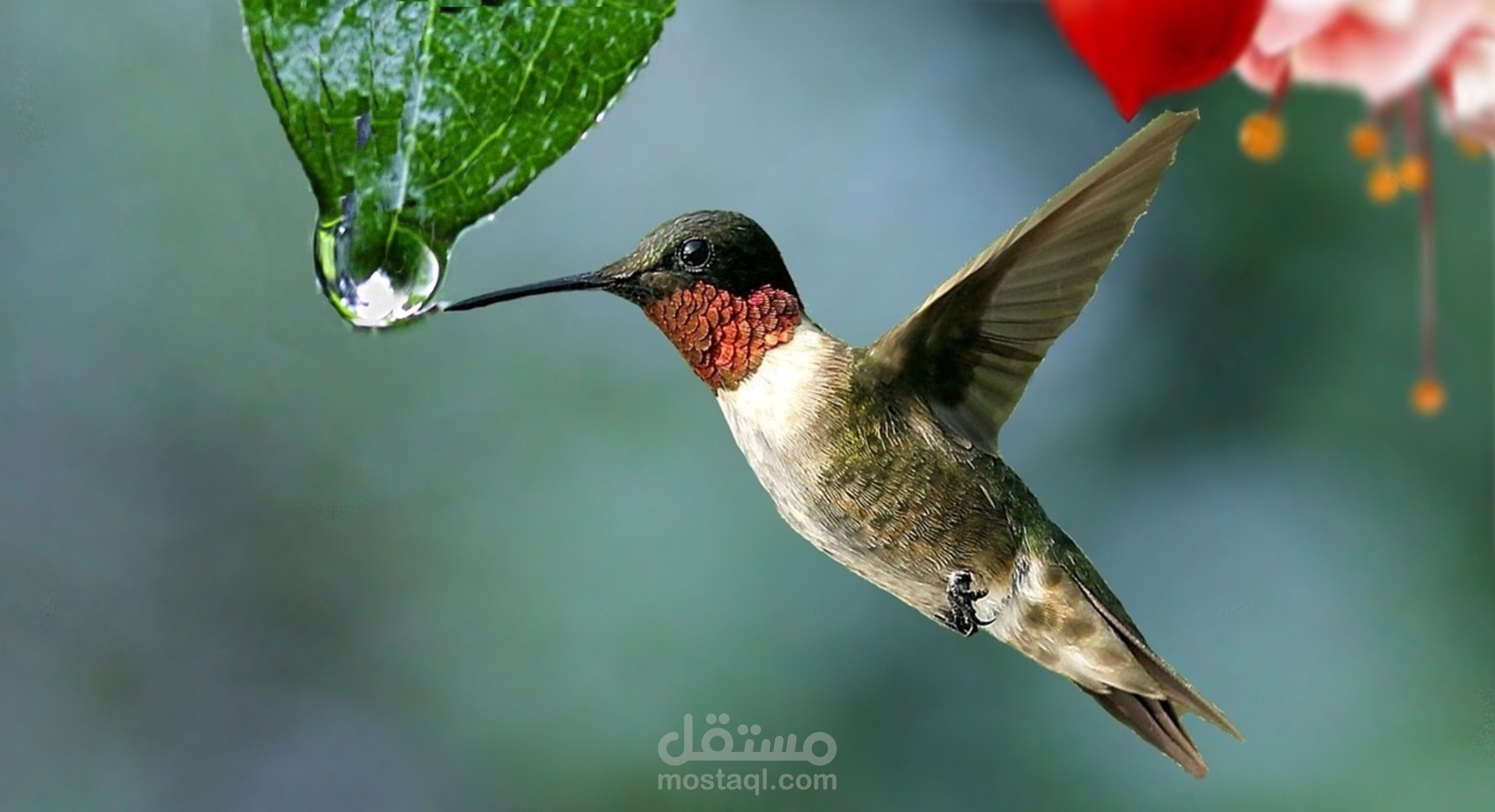 بحث عن طائر الطنان روبي الحلق