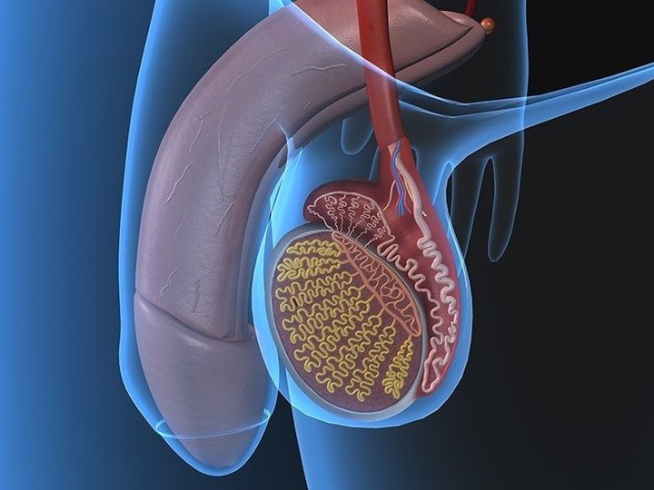 التهاب الخصية – Orchitis