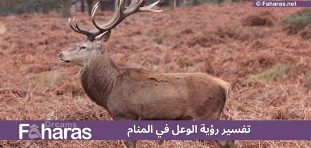 تفسير رؤية الوعل في المنام