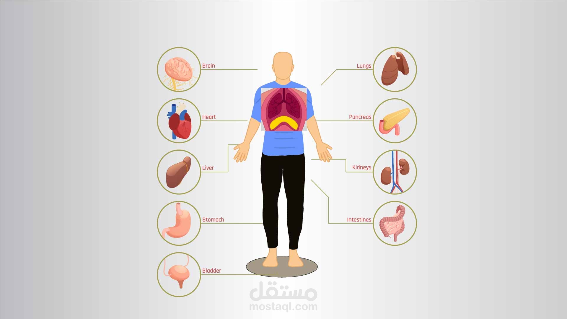 شرح كيفية عمل الحجاب الحاجز