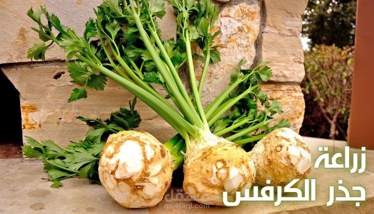 مقال على الفهرس الزراعي: زراعة جذر الكرفس