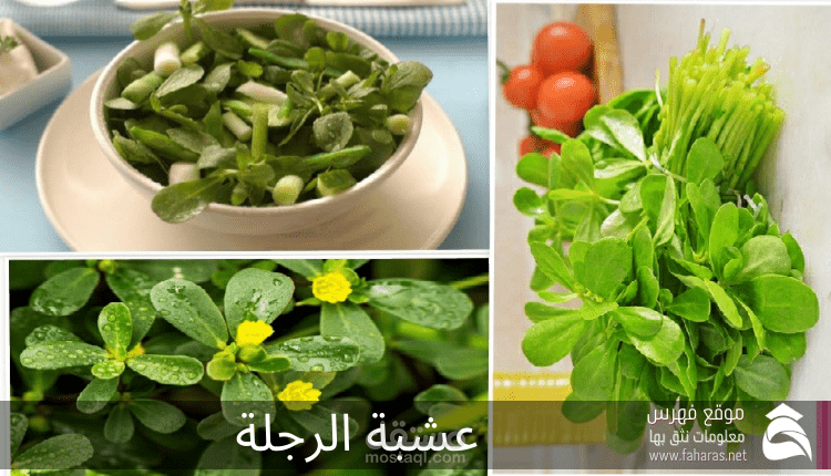 عشبة الرجلة