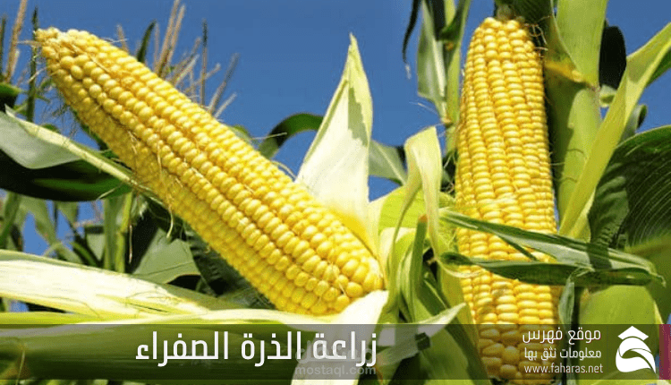 زراعة الذرة الصفراء