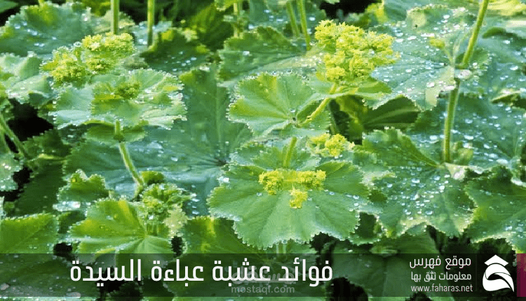 فوائد عشبة عباءة السيدة