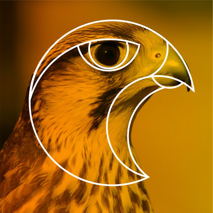 شعار صقر - Falcon logo