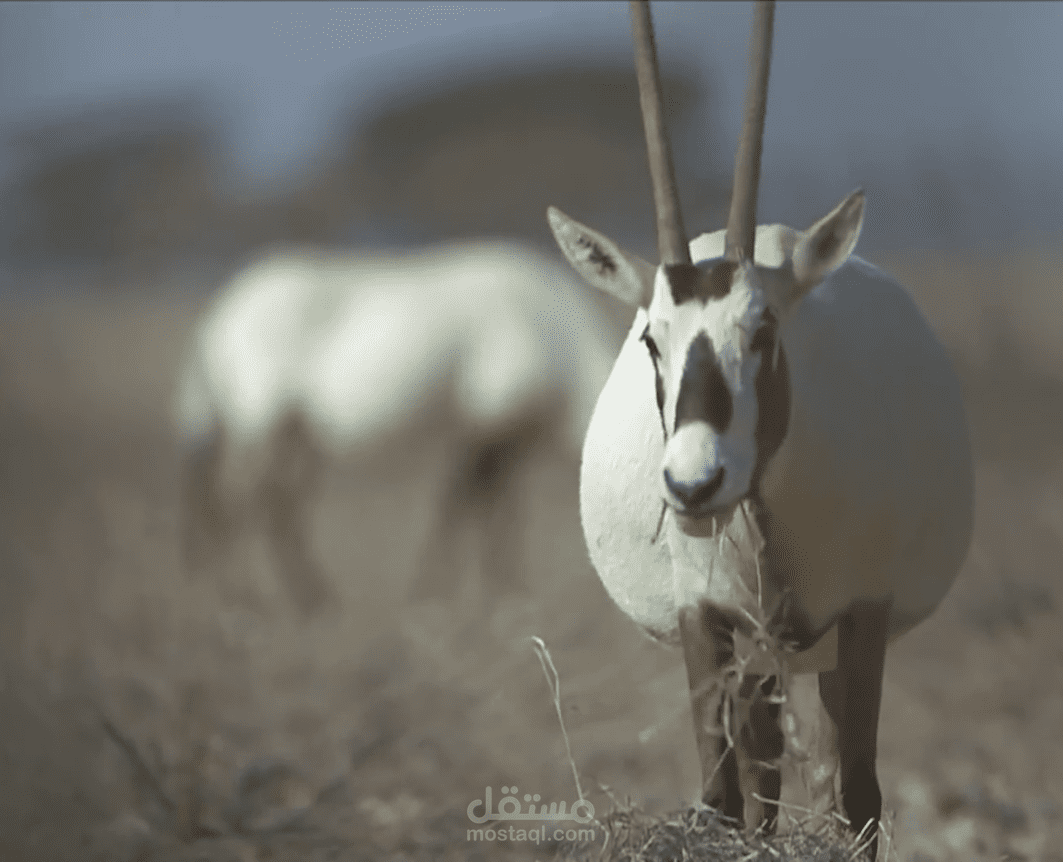 تعليق صوتي ومونتاج لفيديو وثائقي " المها العربي "