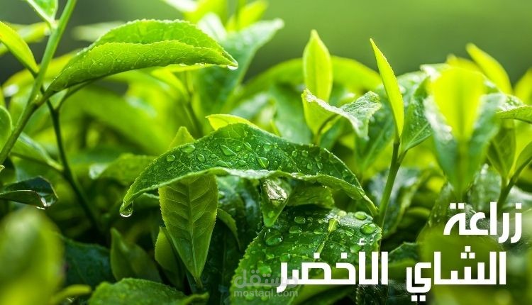 زراعة الشاي الأخضر؛ تعرف على أهم 5 خطوات إنباته في المنزل