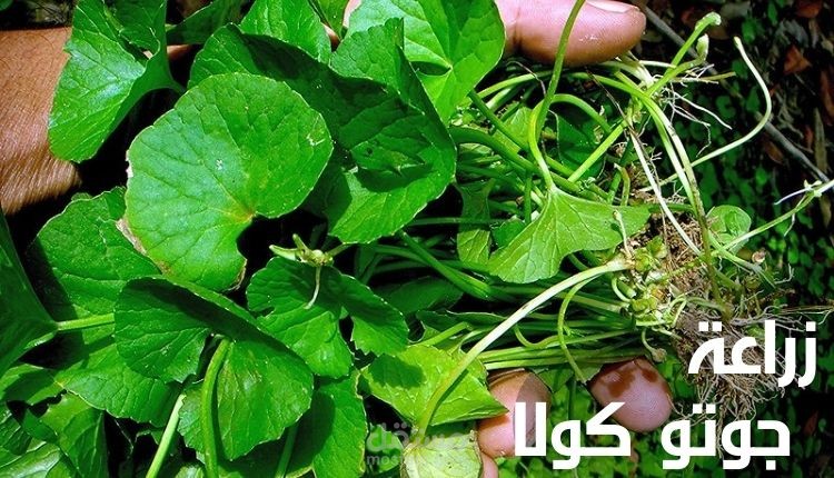 زراعة جوتو كولا؛ إليك أهم 5 خطوات إنتاجها في المنزل