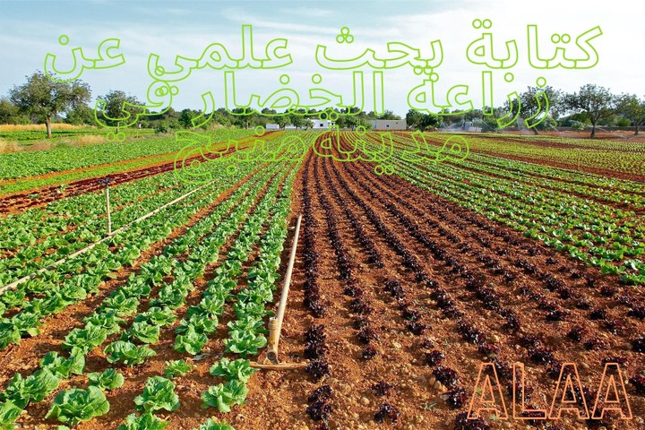 كتابة وتنسيق بحث علمي اكاديمي عن زراعة الخضار الصيفية والشتوية في مدينة منبج vegetable farming