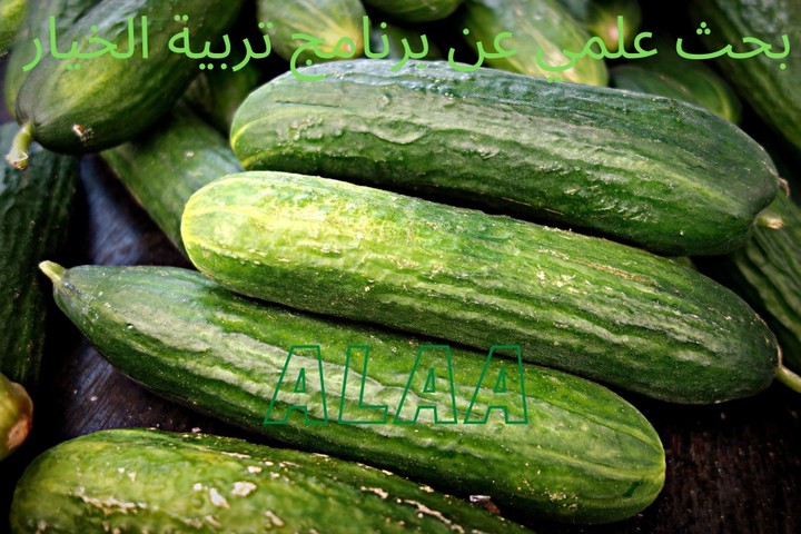 بحث علمي اكاديمي عن اساسيات برنامج تهجين و تربية الخيارCucumis sativus