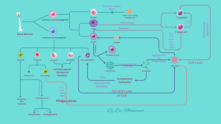 This is a poster for explaining how the human body act against a microbe through innate and adaptive immunity