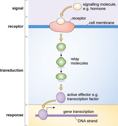 Toxicant Signal Transducer Interaction