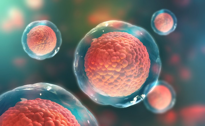 ترجمة مقال طبي عن الخلايا الجذعية