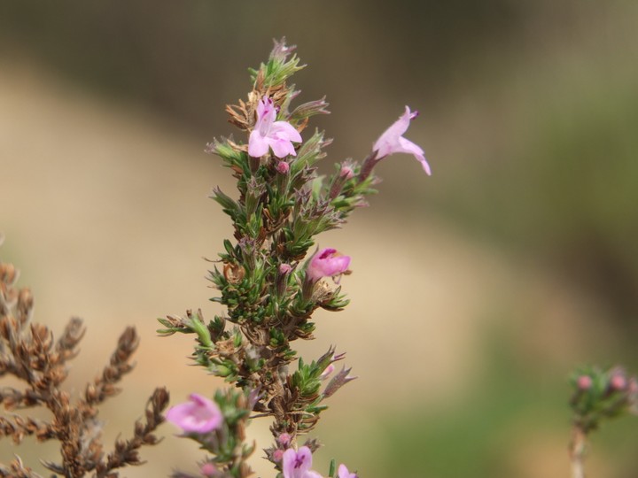 التصوير الفوتوغرافي