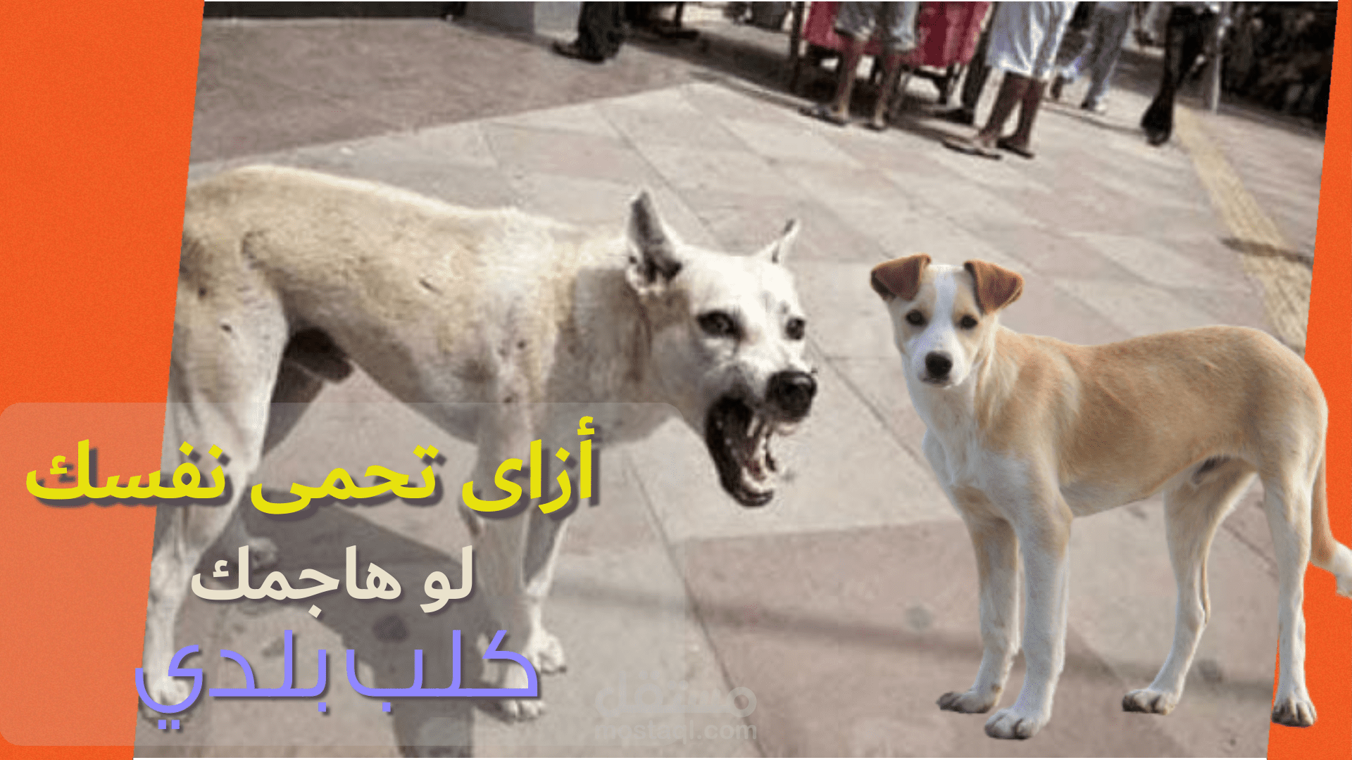 ازاى تحمي نفسك لو هاجمك كلب بلدى