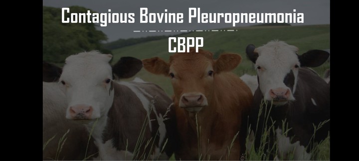 Power point presentation about contagious bovine pleuropneumonia