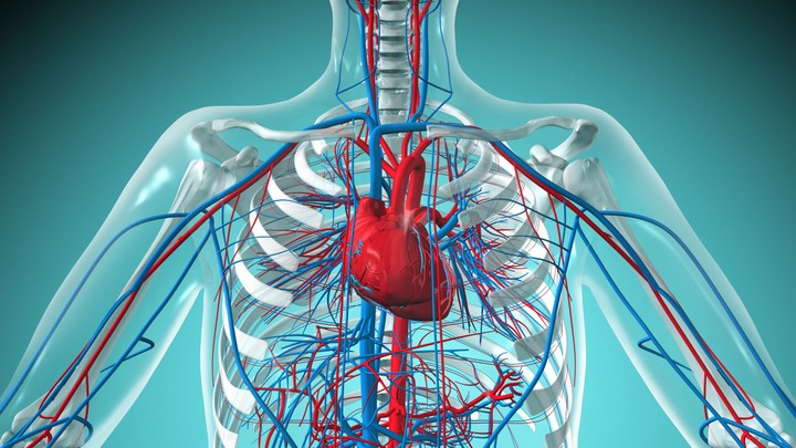 Cardiovascular system