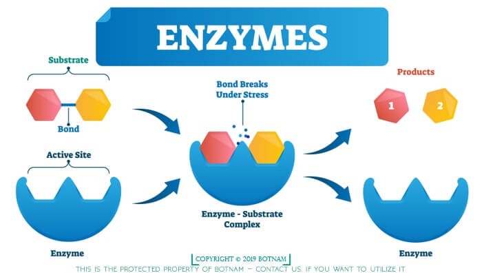 Enzymes