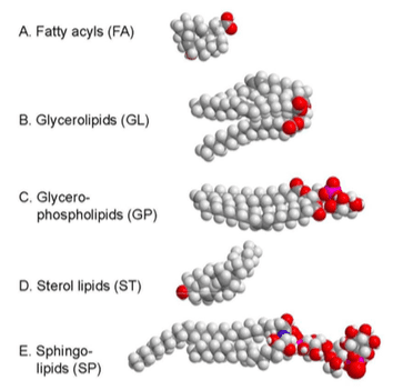 Lipids