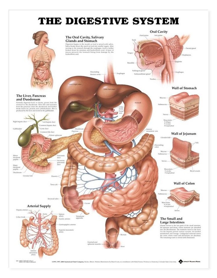 physiology &Health nutrition course