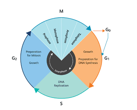 Mitotic cell division