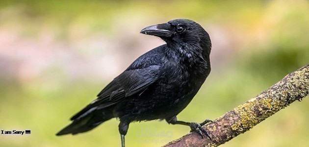مقالة عن رؤية الغراب في المنام، أهم دلالات هذا الحلم بالنسبة للرجل والمرأة حسب تفاسير العالم ابن سيرين