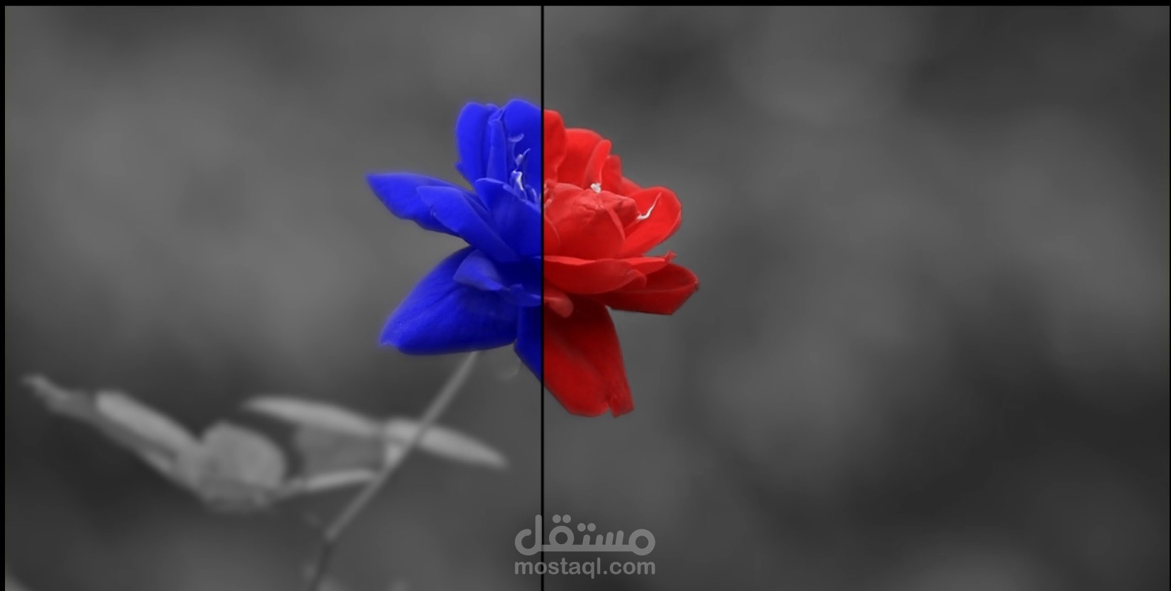 عزل وتغير الألوان (color grading & color correction) 4#