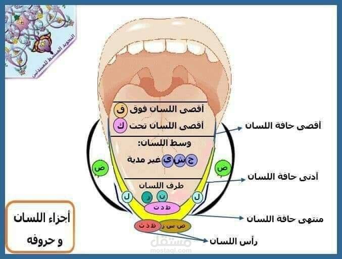 مخارج الحروف الصحيحة.