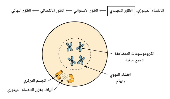 كتابة بحث علمي عن مفهوم الانقسام الميتوزي