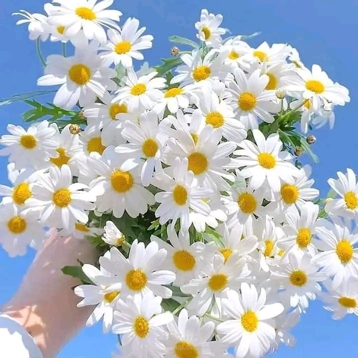 محررة صحفية