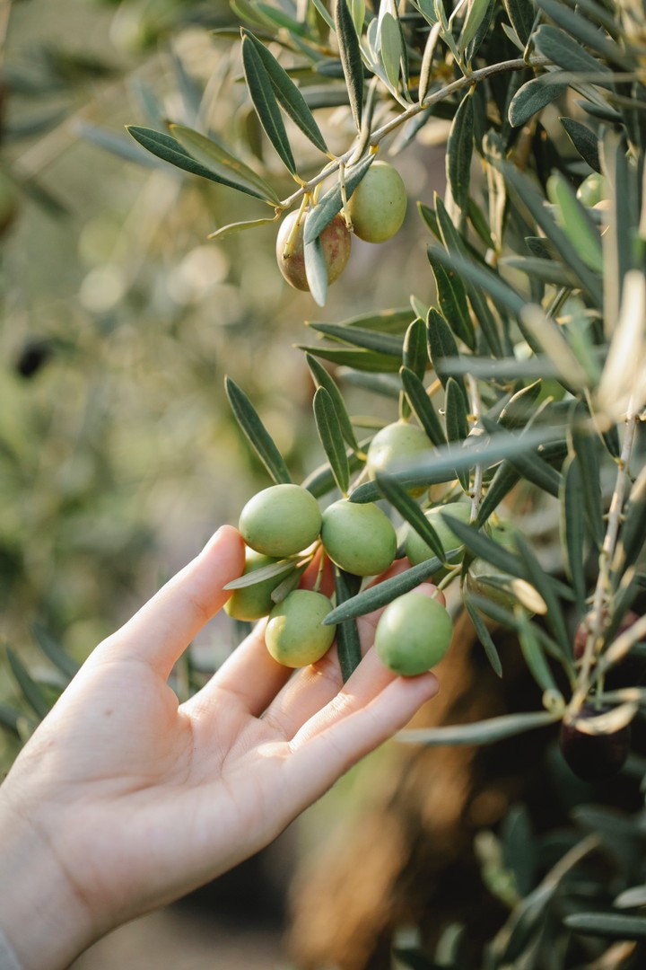 Translation about olive-picking season in Palestine