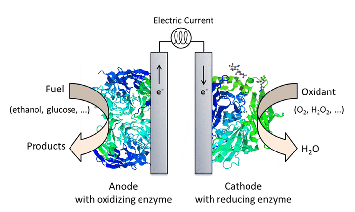 بحث علمي عن Enzymatic Biofuel Cells