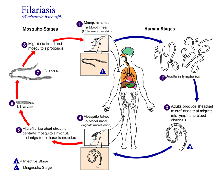 بحث علمي عن Wuchereria bancrofti