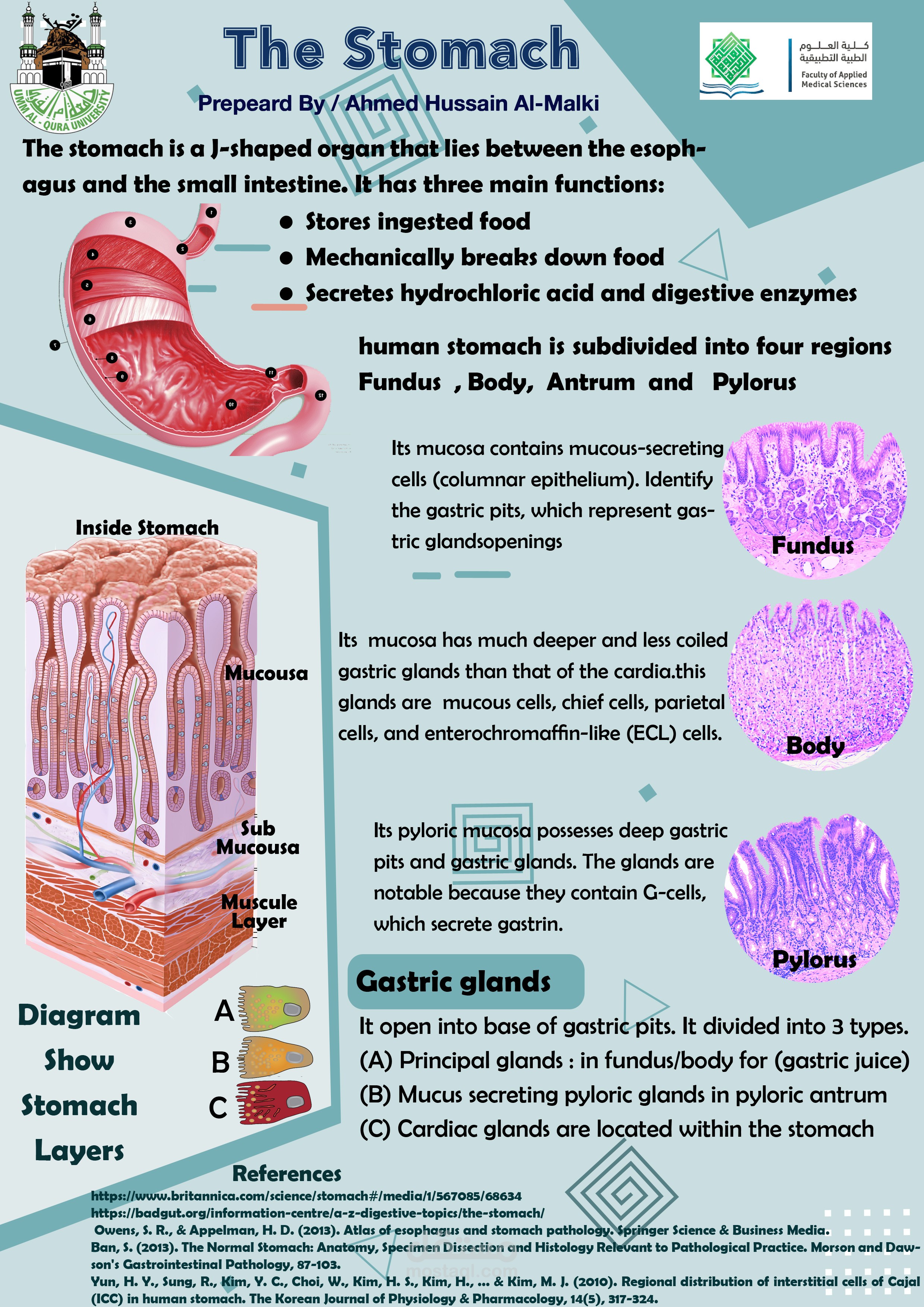 بوستر علمي Stomach