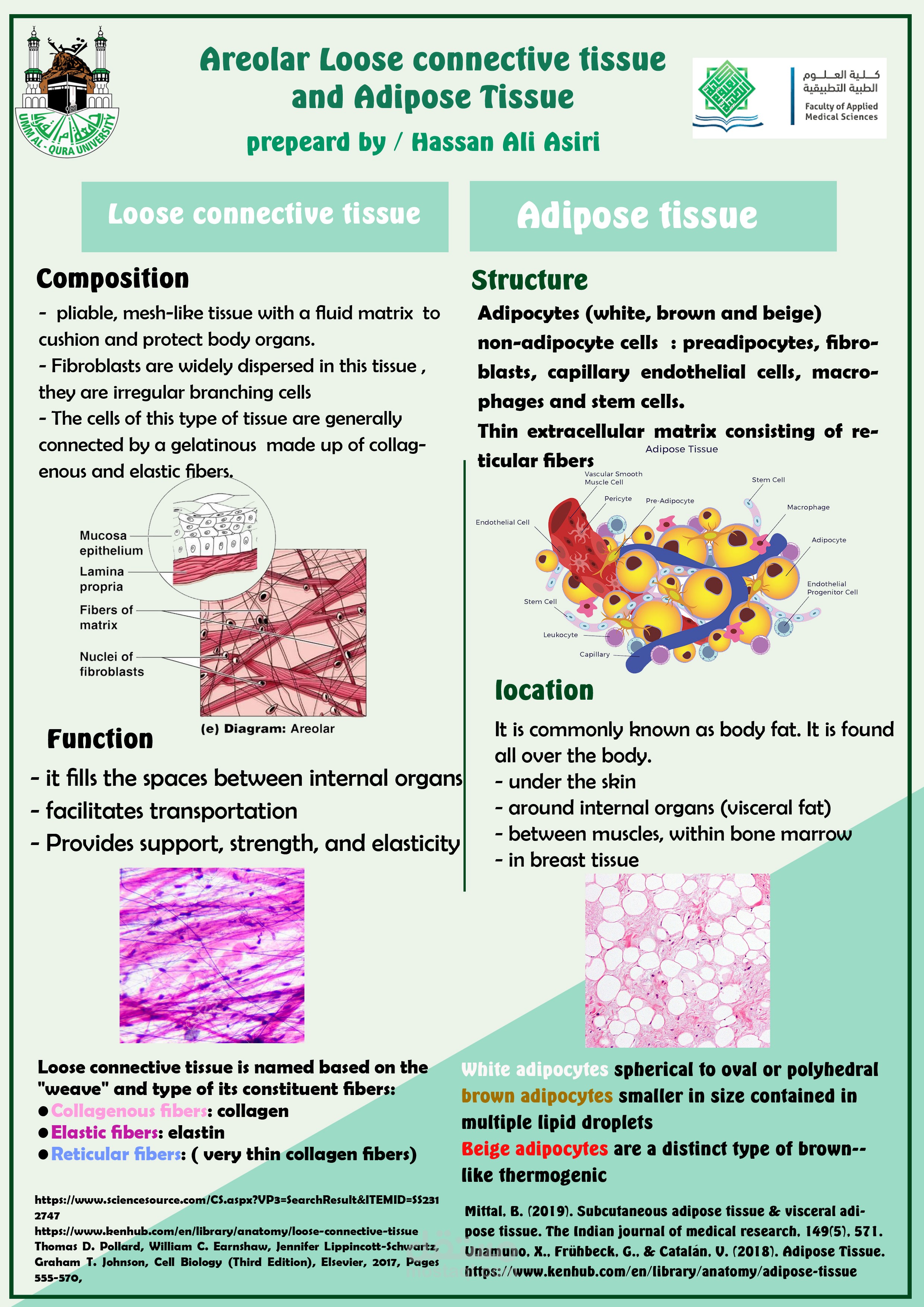 بوستر علمي connective adipose