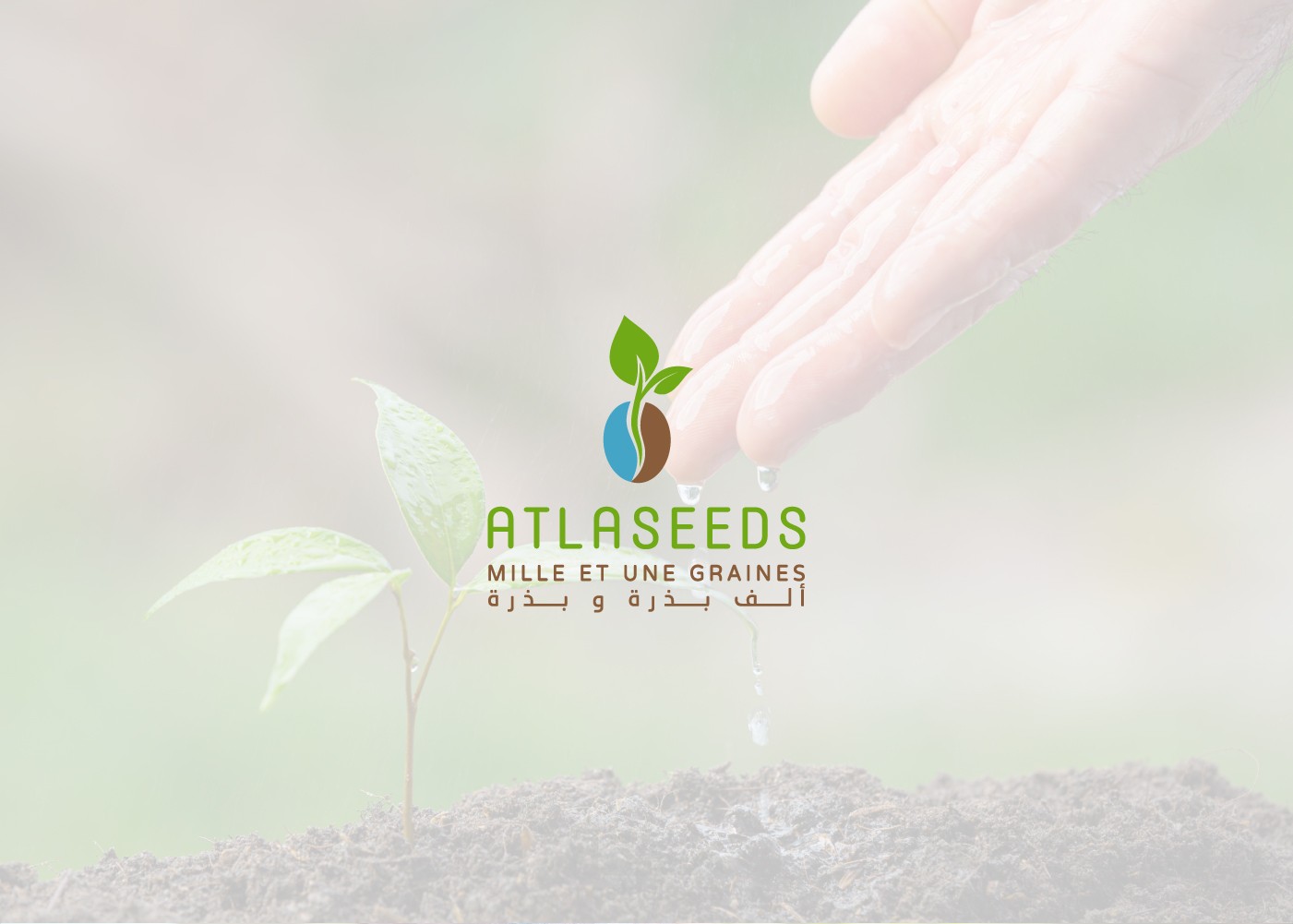 LOGO TLASEEDS