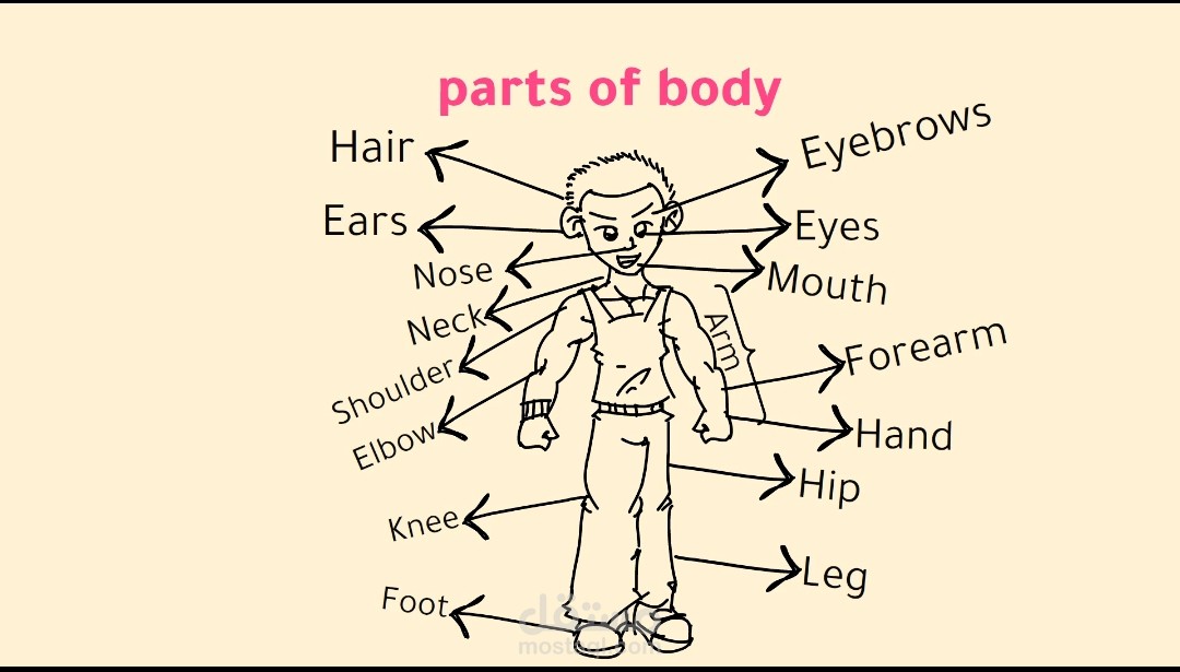 Parts of body P1