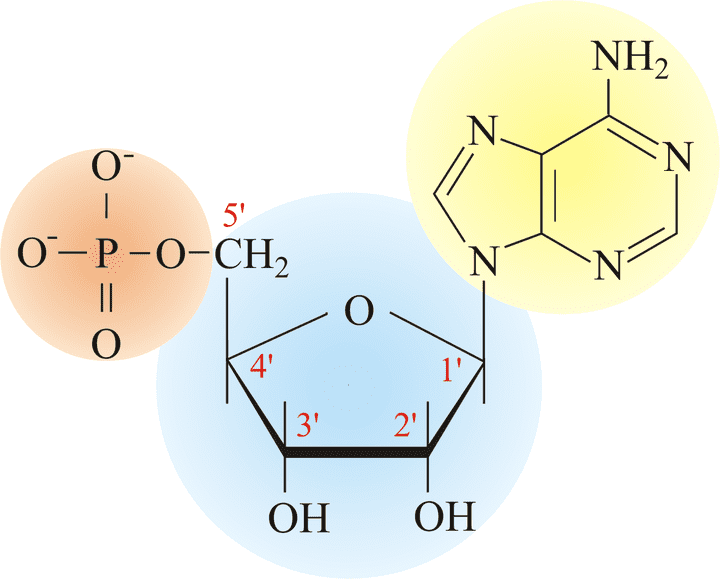 Nucleotide Structure