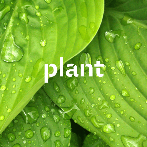 plant