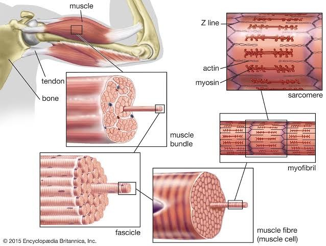 Skeletal Muscle