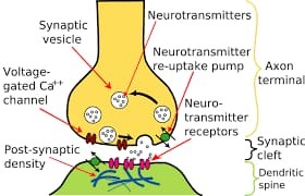 chemical synapse